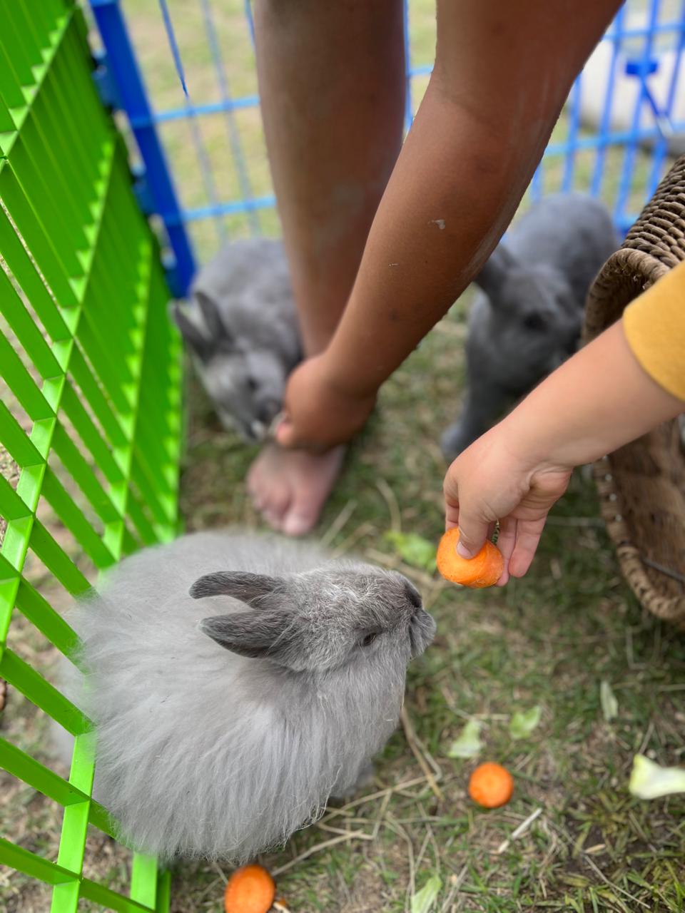 Animals at Miracle Minds